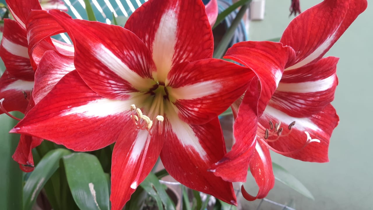 TVLR_02-1: La Renuncia